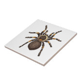 Tarantula Tegeltje (Zijkant)