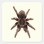 Tarantula Vierkante Sticker (Voorkant)