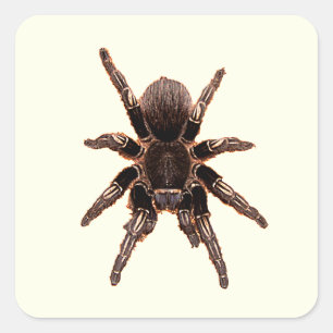 Tarantula Vierkante Sticker