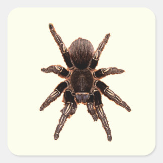 Tarantula Vierkante Sticker