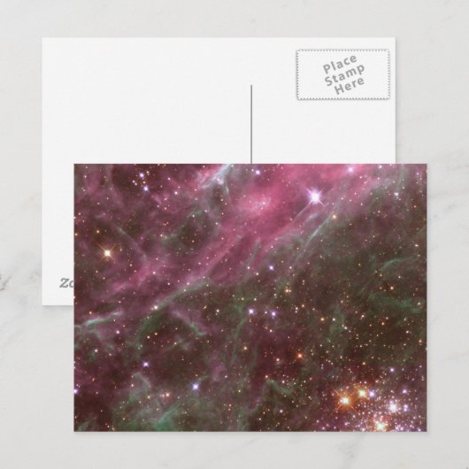 Tarantulanevel briefkaart (Voorkant / Achterkant)