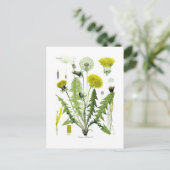 Taraxacum officinale (Dandelion) Briefkaart (Staand voorkant)