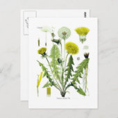 Taraxacum officinale (Dandelion) Briefkaart (Voorkant / Achterkant)