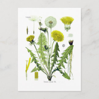 Taraxacum officinale (Dandelion) Briefkaart
