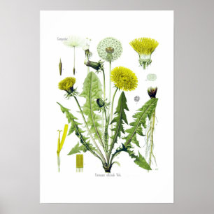 Taraxacum officinale (Dandelion) Poster