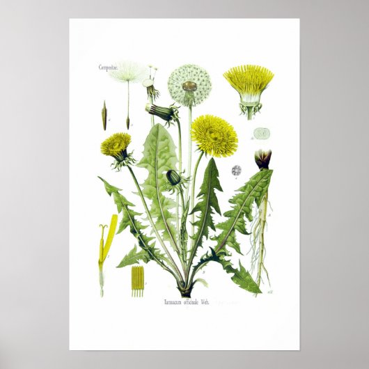 Taraxacum officinale (Dandelion) Poster (Voorkant)