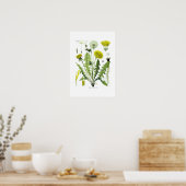 Taraxacum officinale (Dandelion) Poster (Keuken)