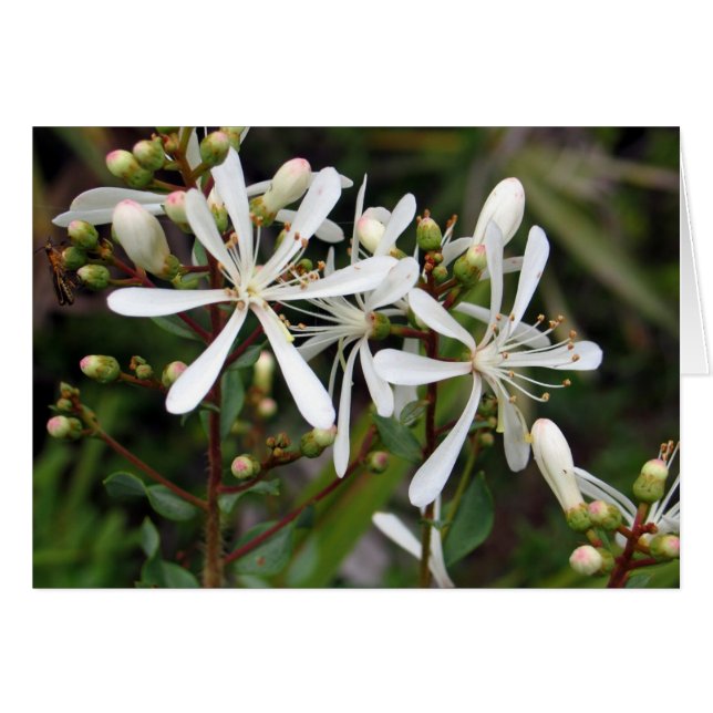 Tarflower (Voorkant Horizontaal)