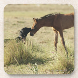 Tarifa, Cadiz, Andalusië, Spanje 2 Bier Onderzetter