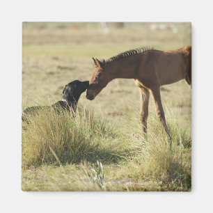 Tarifa, Cadiz, Andalusië, Spanje 2 Magneet