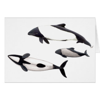 Tarjeta Delfin de Commerson o tonina ovejera