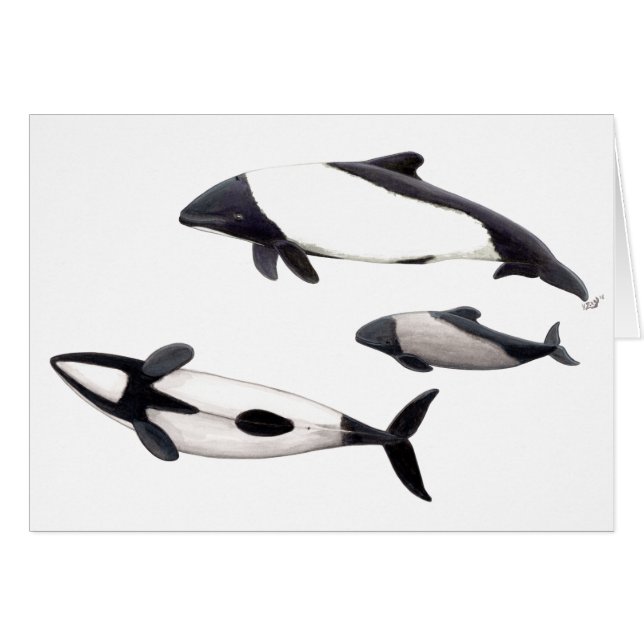 Tarjeta Delfin de Commerson o tonina ovejera (Voorkant Horizontaal)