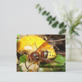 Tarjeta postal De Avispas Briefkaart (Staand voorkant)