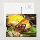 Tarjeta postal De Avispas Briefkaart (Voorkant / Achterkant)