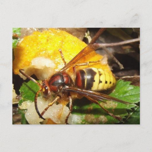 Tarjeta postal De Avispas Briefkaart (Voorkant)
