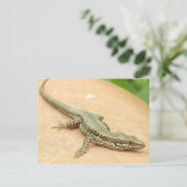 Tarjeta Postal Lagartija Briefkaart (Staand voorkant)