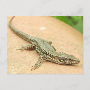 Tarjeta Postal Lagartija Briefkaart