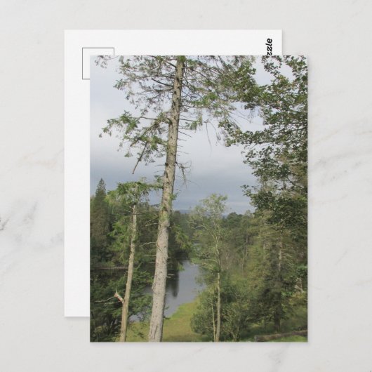 Tarn Hows Trees Briefkaart (Voorkant / Achterkant)