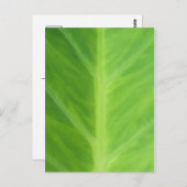 Taro Elephant Plant bladeren Briefkaart (Voorkant / Achterkant)
