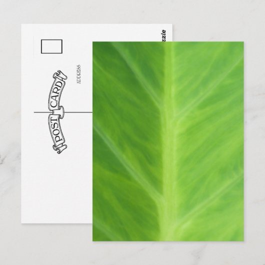 Taro Elephant Plant bladeren Briefkaart (Voorkant / Achterkant)