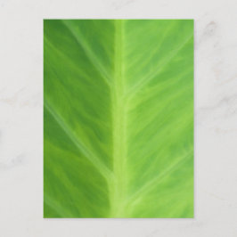 Taro Elephant Plant bladeren Briefkaart