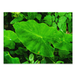 Taro-natuur Foto Afdruk