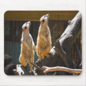 Taronga Western Plains Zoo Dubbo - Meerkat Muismat (Voorkant)