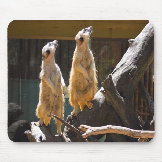 Taronga Western Plains Zoo Dubbo - Meerkat Muismat (Voorkant)