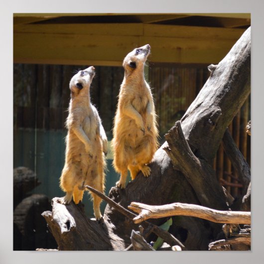 Taronga Western Plains Zoo Dubbo - Meerkat Poster (Voorkant)
