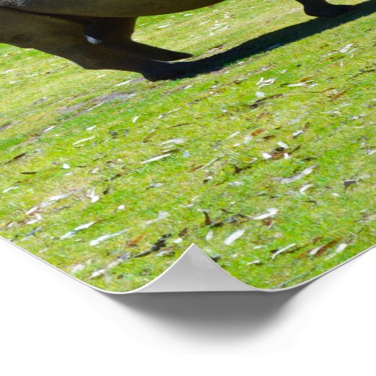 Taronga Western Plains Zoo Dubbo - Rhino Poster (Hoek)