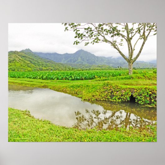 "TAROVELDEN OP WEG NAAR HANALEI" POSTER (Voorkant)