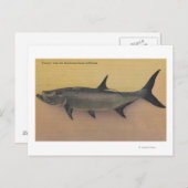 Tarpon Fish uit SW Coast of Florida Briefkaart (Voorkant / Achterkant)