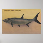Tarpon Fish uit SW Coast of Florida Poster (Voorkant)