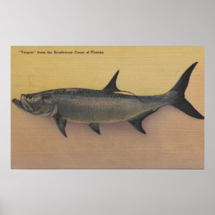 Tarpon Fish uit SW Coast of Florida Poster