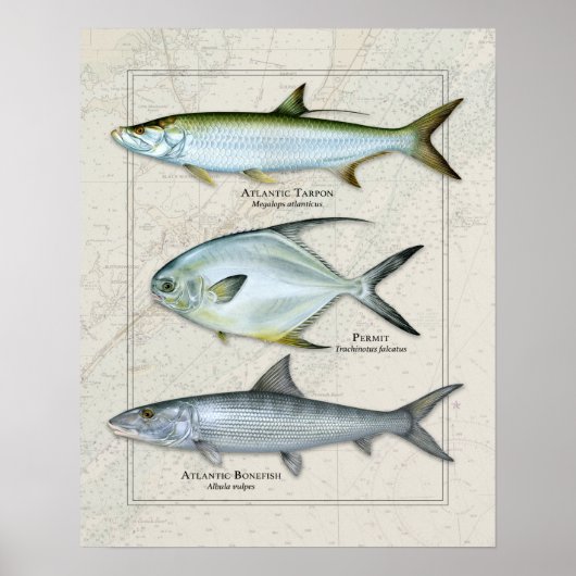 Tarpon, Permit, Bonefish Trio Poster (Voorkant)