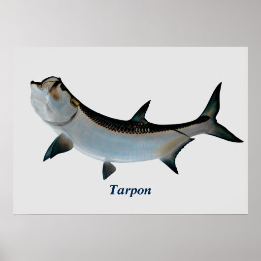 Tarpon Poster (Voorkant)
