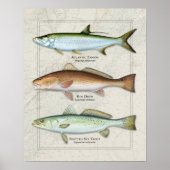 Tarpon, rode drum, Zee forel Trio Poster (Voorkant)