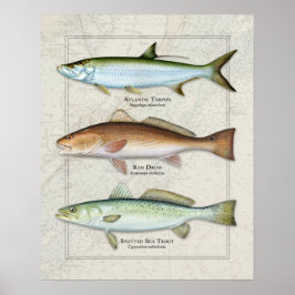 Tarpon, rode drum, Zee forel Trio Poster