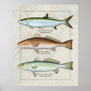 Tarpon, rode drum, Zee forel Trio Poster