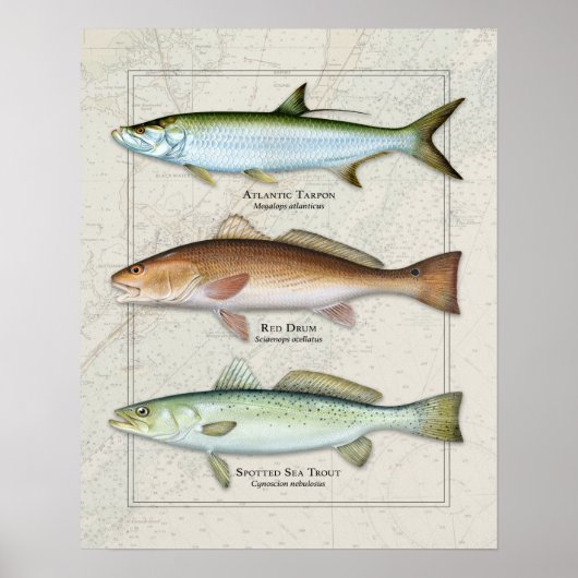 Tarpon, rode drum, Zee forel Trio Poster (Voorkant)