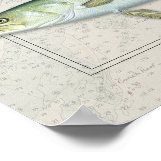 Tarpon, rode drum, Zee forel Trio Poster (Hoek)