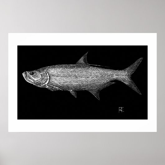 Tarpon Scratch art Poster (Voorkant)