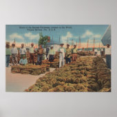 Tarpon Springs, FL - Scene of Sponge Exchange Poster (Voorkant)