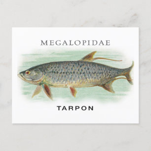 Tarpon Vist visillustratie met naam Briefkaart