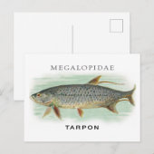 Tarpon Vist  visillustratie met naam Briefkaart (Voorkant / Achterkant)