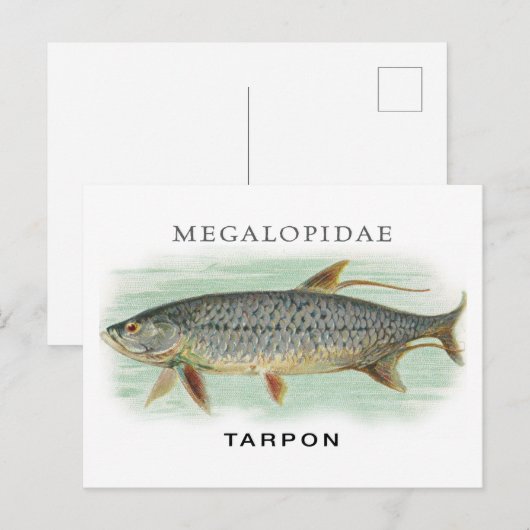 Tarpon Vist  visillustratie met naam Briefkaart (Voorkant / Achterkant)