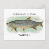 Tarpon Vist  visillustratie met naam Briefkaart (Voorkant)