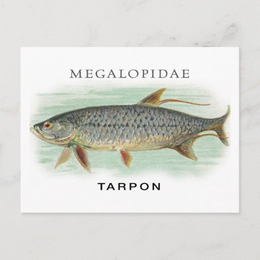 Tarpon Vist  visillustratie met naam Briefkaart (Voorkant)