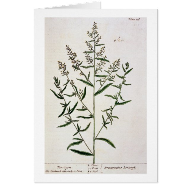 Tarragon, bord 116 uit 'A Curious Herbal', publicl (Voorkant)