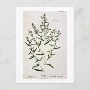 Tarragon, bord 116 uit 'A Curious Herbal', publicl Briefkaart